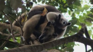 Tamandua au Panama