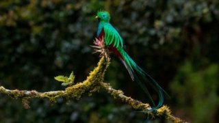 Quetzal au Panama