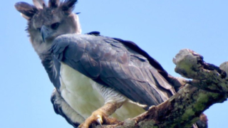 Une aigle harpie dans le Darien