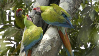 Observation d'aras Buffon au Panama