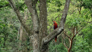 Ara rouge du Panama sur une branche