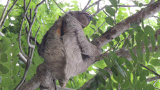 Paresseux au Panama