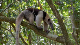 Tamandua du Costa Rica
