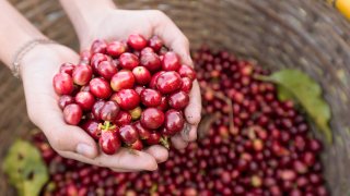  Café du Costa Rica, agriculture 