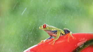 grenouille pluie costa rica
