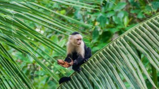 Singe capucin de Cahuita au Costa Rica