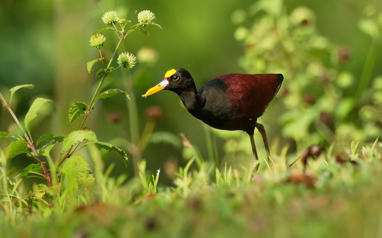 Oiseau de la reserve de Cano Negro au Costa Rica