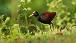 Observation des oiseaux au Panama : le paradis des passionnés de birdwatching