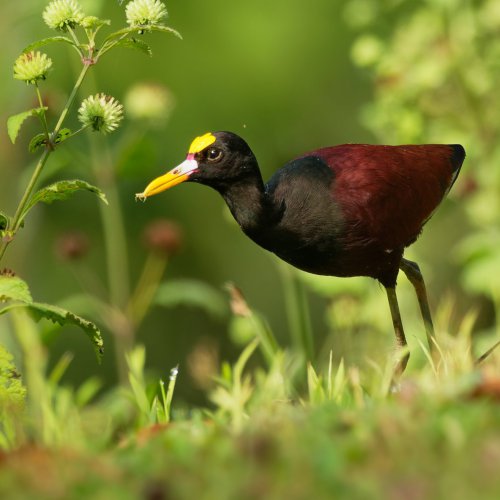Observation des oiseaux au Panama : le paradis des passionnés de birdwatching