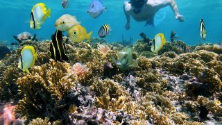 Snorkelling au Costa Rica