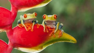 Grenouilles du Costa Rica
