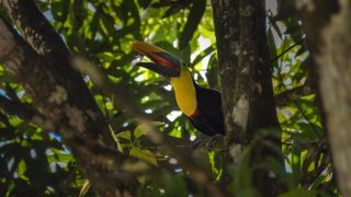À la rencontre des oiseaux du Panama du Darien à la frontière du Costa Rica