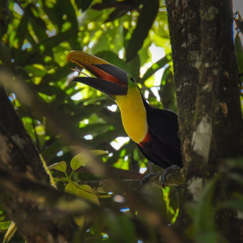 À la rencontre des oiseaux du Panama du Darien à la frontière du Costa Rica