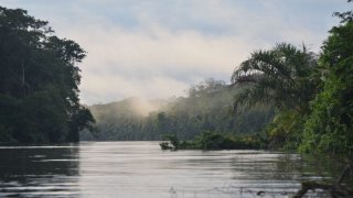 Vue des canaux de mangrove de la région de Tortuguero au Costa Rica
