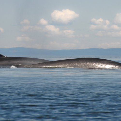 Panama, terre de faune sauvage
