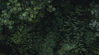 Vue de la canopée au Costa Rica