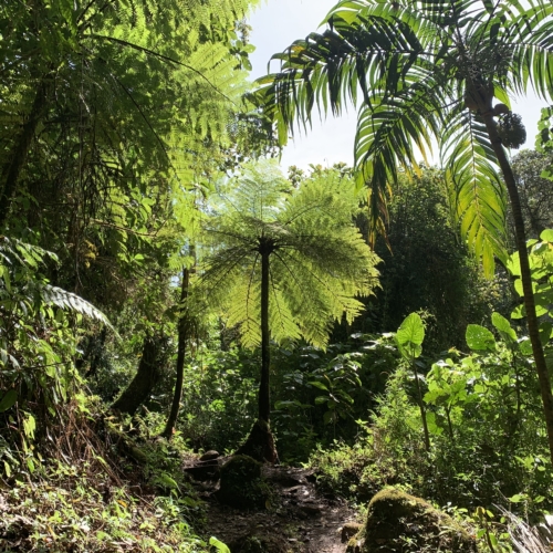 Le Panama vert : voyage nature <br><b>de Bocas del Toro à Boquete</b>