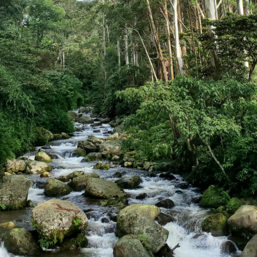 Terres et Traditions : Le Panama au Naturel