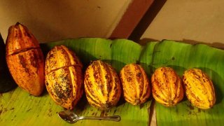 Feves de cacao - culture traditionnelle du Costa Rica