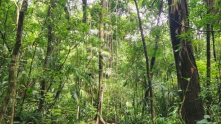 Les chemins historiques du Panama
