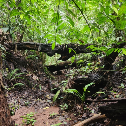 Terres sauvages : aux sources du Panama et du Costa Rica