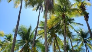 Palmiers Coiba