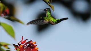 Photo colibri, oiseau typique du Costa Rica