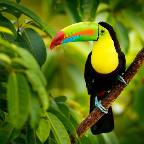 Voyage <br> <b>Les joyaux du Panama</b>