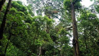 Paysage de la réserve Curi Cancha à Monteverde