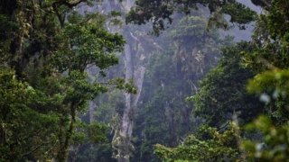 Jungle au Panama, région du Darien