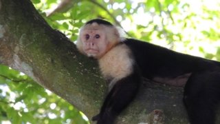 Singe hurleurs, Panama