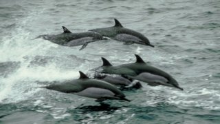 dauphins