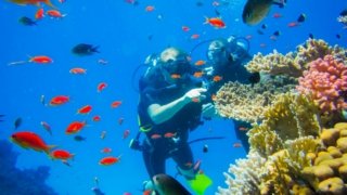 Plongée et récifs coralliens, poissons tropicaux.