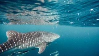 Requin baleine dans les eaux du pacifique