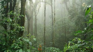 Foret de nuage à Monteverde au Costa Rica