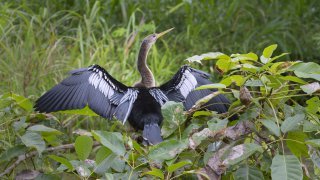 Oiseaux de Palo verde au Costa RIca