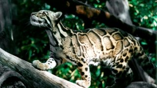 Ocelot dans la jungle panaméenne