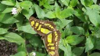 Papillon dans la serre de Papillon de Boquete.