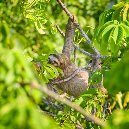 Voyage au Panama <br><b>d’un océan à l’autre</b>