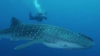 Plongée sous-marine avec un requin baleine.
