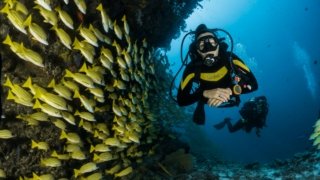 Snorkeling et poissons colorés
