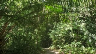 Sentier du Charco à Gamboa, Panama