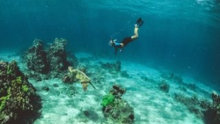 Snorkeling et rencontre avec une tortue.