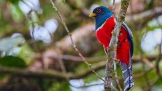Observation d'oiseaux, Trogon au Panama