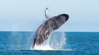 Saut de baleine à bosse dans les eaux du Pacifique du Costa Rica