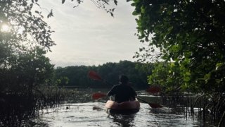 Kayak dans les mangroves